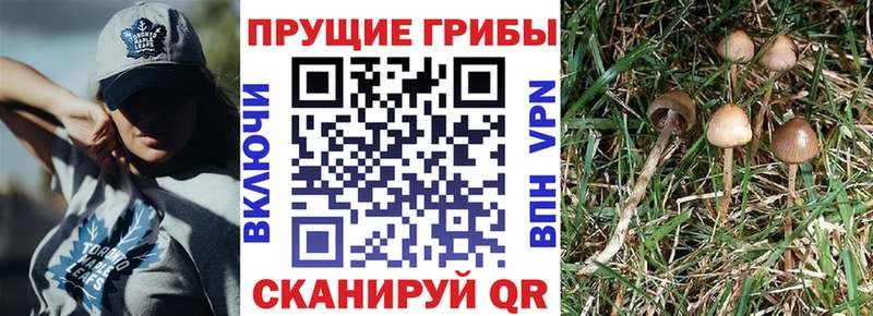 дарнет шоп  Камызяк  Галлюциногенные грибы Psilocybine cubensis 